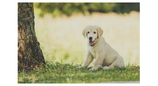 Щенки папийона (папильона) в питомнике Бон Плезир Щенки папийона (папильона) в питомнике Бон Плезир