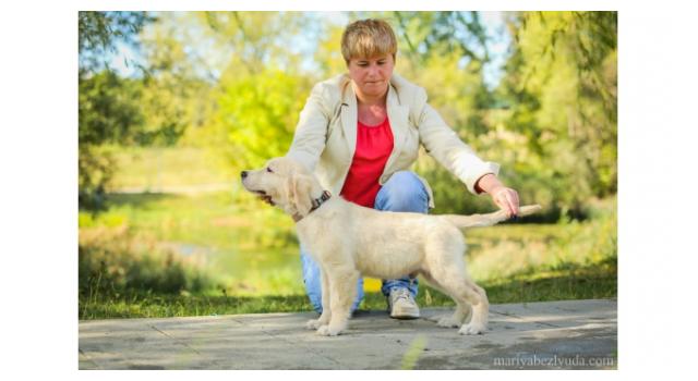 Щенки папийона (папильона) в питомнике Бон Плезир Щенки папийона (папильона) в питомнике Бон Плезир