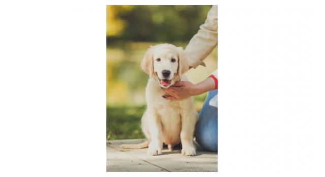 Щенки папийона (папильона) в питомнике Бон Плезир Щенки папийона (папильона) в питомнике Бон Плезир