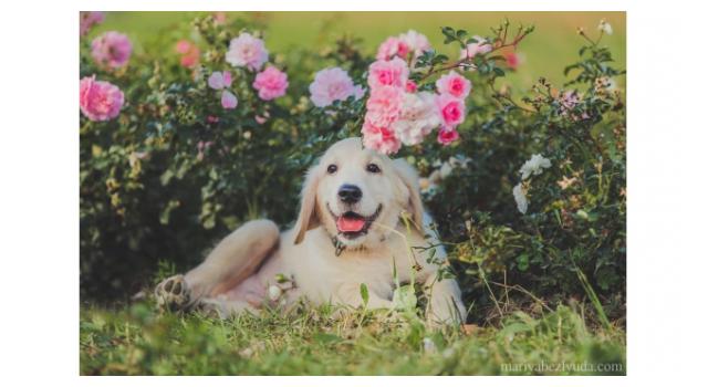 Щенки папийона (папильона) в питомнике Бон Плезир Щенки папийона (папильона) в питомнике Бон Плезир