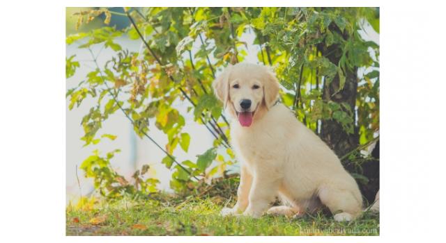 Щенки папийона (папильона) в питомнике Бон Плезир Щенки папийона (папильона) в питомнике Бон Плезир