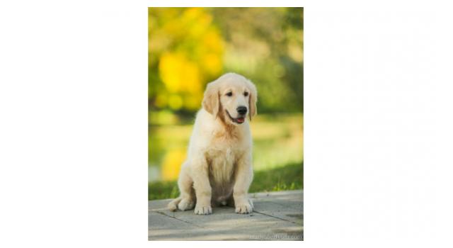 Щенки папийона (папильона) в питомнике Бон Плезир Щенки папийона (папильона) в питомнике Бон Плезир