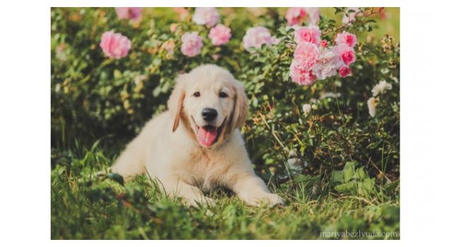 Щенки папийона (папильона) в питомнике Бон Плезир Щенки папийона (папильона) в питомнике Бон Плезир