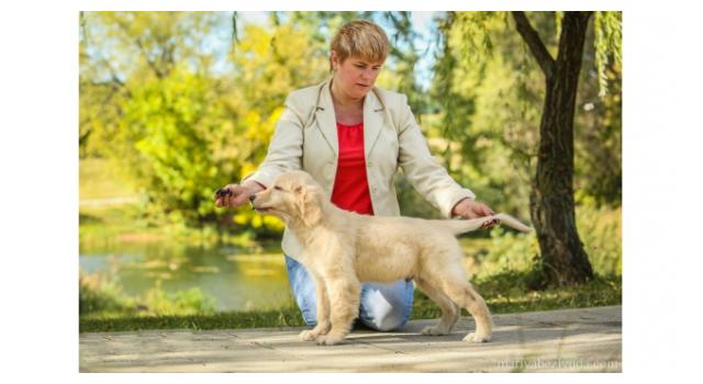 Щенки папийона (папильона) в питомнике Бон Плезир Щенки папийона (папильона) в питомнике Бон Плезир
