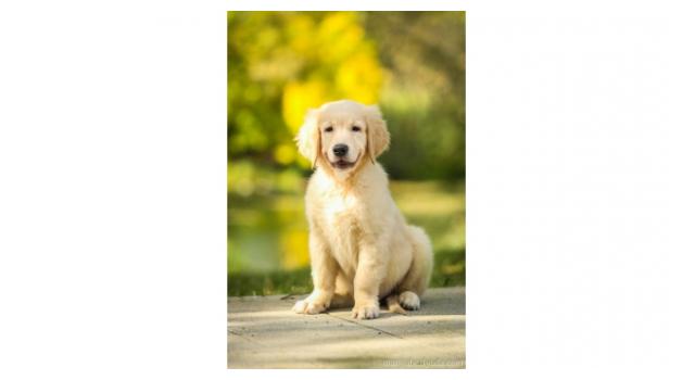 Щенки папийона (папильона) в питомнике Бон Плезир Щенки папийона (папильона) в питомнике Бон Плезир