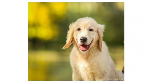Щенки папийона (папильона) в питомнике Бон Плезир Щенки папийона (папильона) в питомнике Бон Плезир