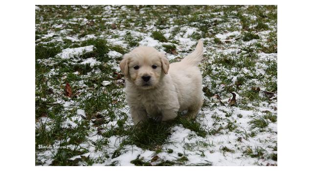 Щенки папийона (папильона) в питомнике Бон Плезир Щенки папийона (папильона) в питомнике Бон Плезир