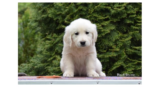Puppies of papillon in Bon Plaisir Kennel Puppies of papillon in Bon Plaisir Kennel