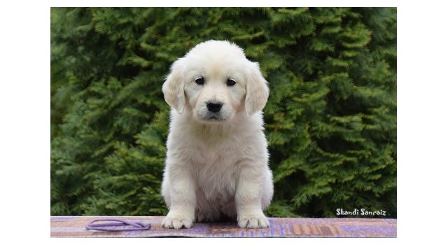 Puppies of papillon in Bon Plaisir Kennel Puppies of papillon in Bon Plaisir Kennel