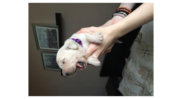 Щенки папийона (папильона) в питомнике Бон Плезир Щенки папийона (папильона) в питомнике Бон Плезир