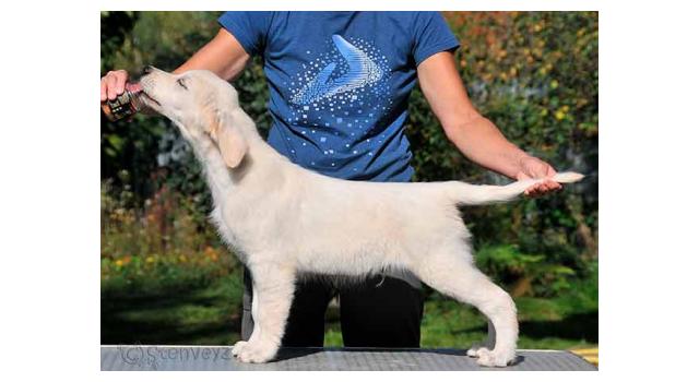 Щенки папийона (папильона) в питомнике Бон Плезир Щенки папийона (папильона) в питомнике Бон Плезир