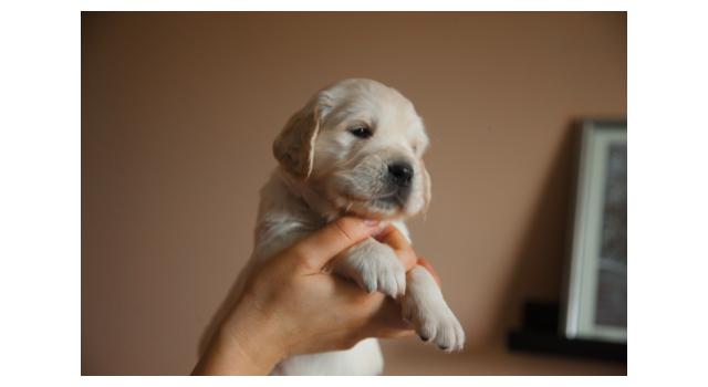 Щенки папийона (папильона) в питомнике Бон Плезир Щенки папийона (папильона) в питомнике Бон Плезир