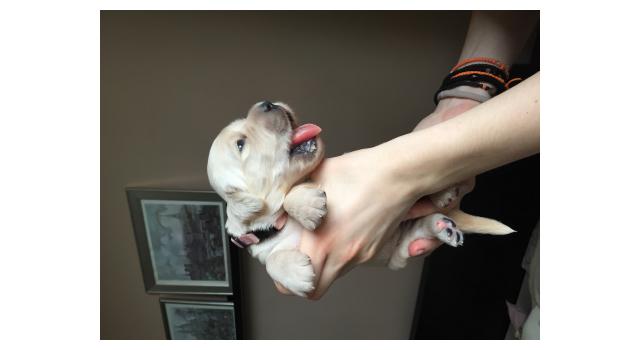 Щенки папийона (папильона) в питомнике Бон Плезир Щенки папийона (папильона) в питомнике Бон Плезир