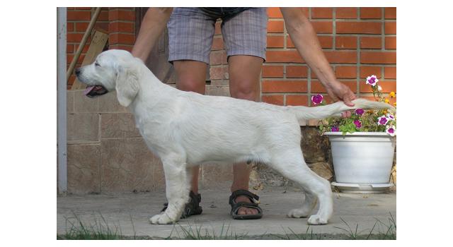 Щенки папийона (папильона) в питомнике Бон Плезир Щенки папийона (папильона) в питомнике Бон Плезир