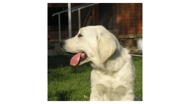 Щенки папийона (папильона) в питомнике Бон Плезир Щенки папийона (папильона) в питомнике Бон Плезир