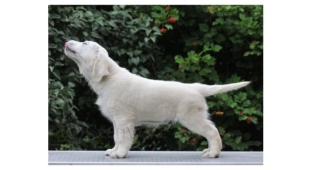Щенки папийона (папильона) в питомнике Бон Плезир Щенки папийона (папильона) в питомнике Бон Плезир