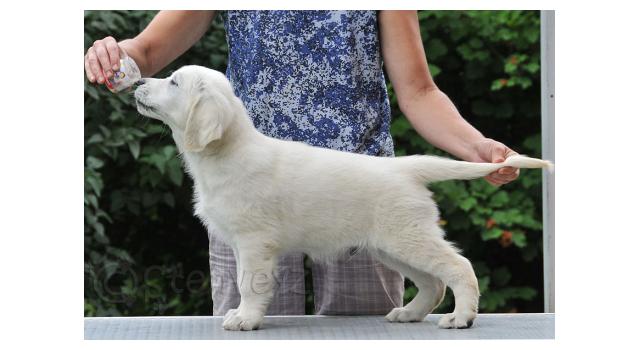 Щенки папийона (папильона) в питомнике Бон Плезир Щенки папийона (папильона) в питомнике Бон Плезир