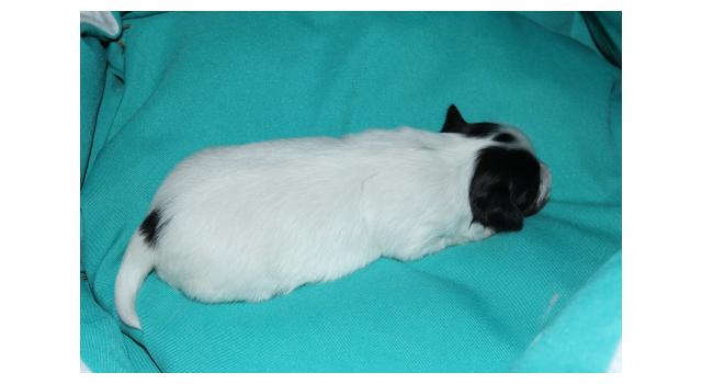 Щенки папийона (папильона) в питомнике Бон Плезир Щенки папийона (папильона) в питомнике Бон Плезир