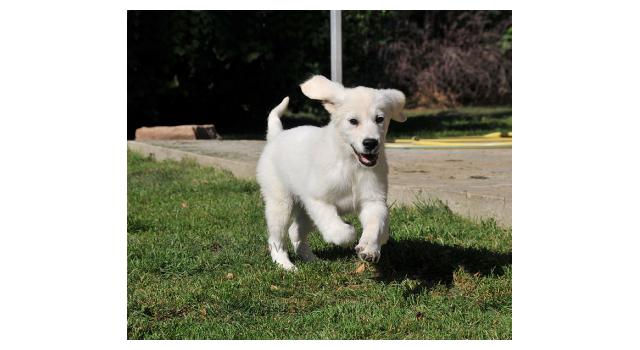 Щенки папийона (папильона) в питомнике Бон Плезир Щенки папийона (папильона) в питомнике Бон Плезир