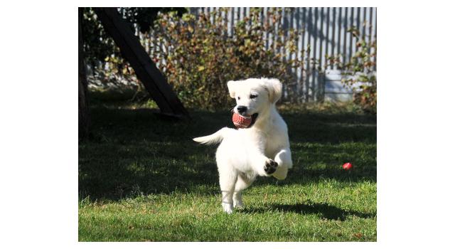 Щенки папийона (папильона) в питомнике Бон Плезир Щенки папийона (папильона) в питомнике Бон Плезир