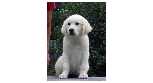 Щенки папийона (папильона) в питомнике Бон Плезир Щенки папийона (папильона) в питомнике Бон Плезир