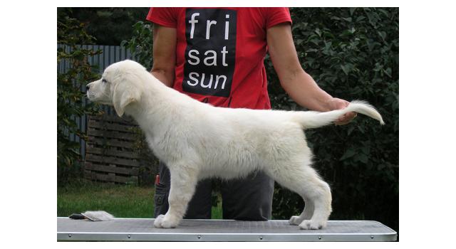 Щенки папийона (папильона) в питомнике Бон Плезир Щенки папийона (папильона) в питомнике Бон Плезир