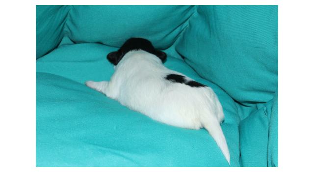 Щенки папийона (папильона) в питомнике Бон Плезир Щенки папийона (папильона) в питомнике Бон Плезир