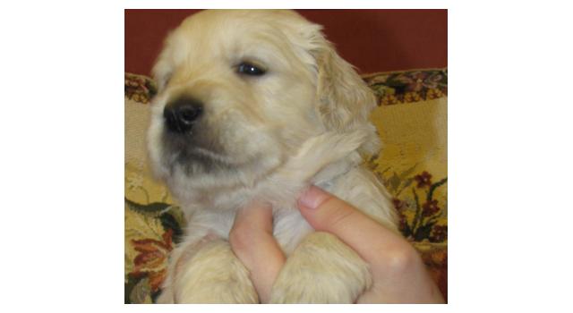 Щенки папийона (папильона) в питомнике Бон Плезир Щенки папийона (папильона) в питомнике Бон Плезир