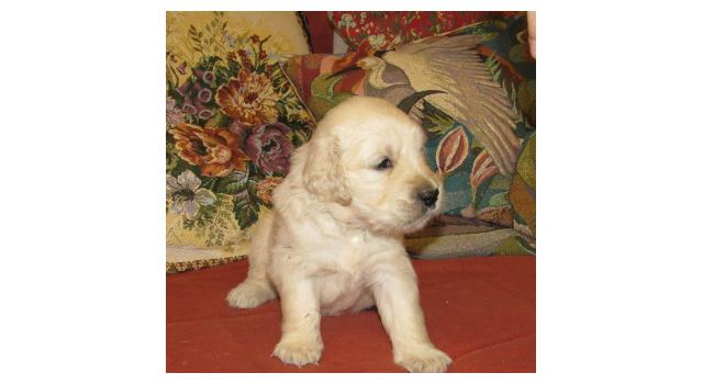 Щенки папийона (папильона) в питомнике Бон Плезир Щенки папийона (папильона) в питомнике Бон Плезир