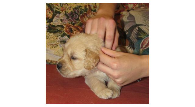 Щенки папийона (папильона) в питомнике Бон Плезир Щенки папийона (папильона) в питомнике Бон Плезир