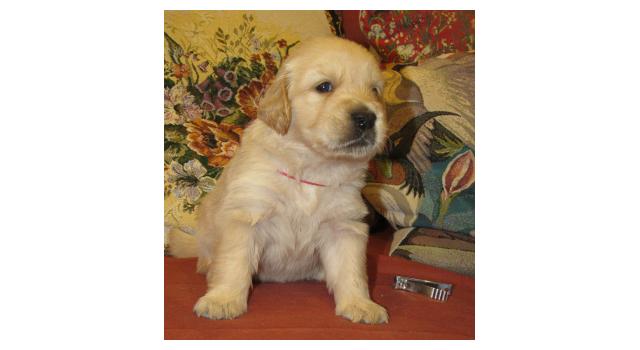 Щенки папийона (папильона) в питомнике Бон Плезир Щенки папийона (папильона) в питомнике Бон Плезир