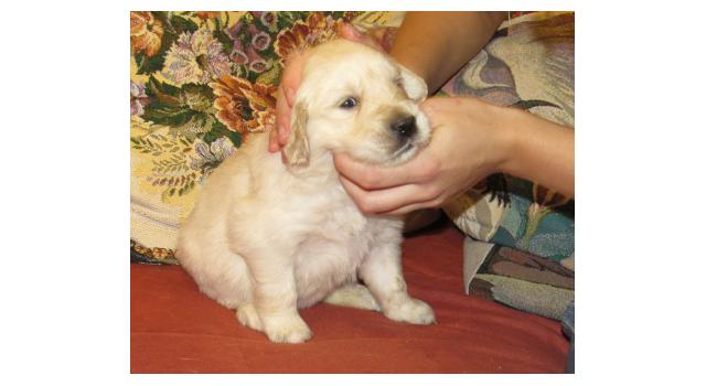 Щенки папийона (папильона) в питомнике Бон Плезир Щенки папийона (папильона) в питомнике Бон Плезир