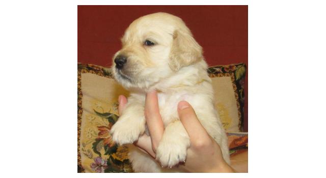 Щенки папийона (папильона) в питомнике Бон Плезир Щенки папийона (папильона) в питомнике Бон Плезир