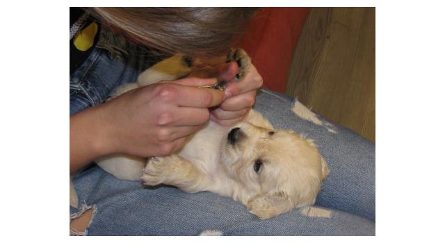 Щенки папийона (папильона) в питомнике Бон Плезир Щенки папийона (папильона) в питомнике Бон Плезир