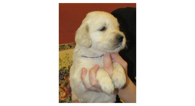 Щенки папийона (папильона) в питомнике Бон Плезир Щенки папийона (папильона) в питомнике Бон Плезир