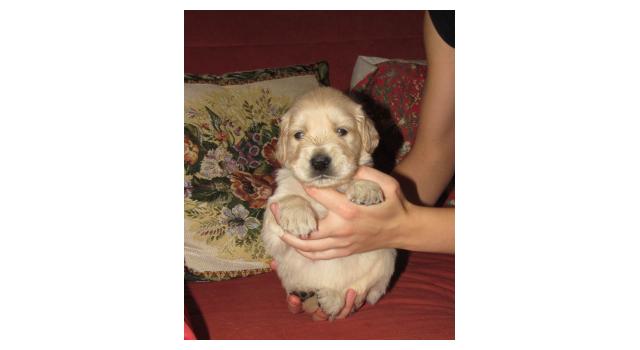 Щенки папийона (папильона) в питомнике Бон Плезир Щенки папийона (папильона) в питомнике Бон Плезир