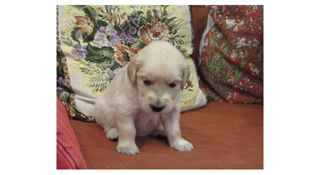 Щенки папийона (папильона) в питомнике Бон Плезир Щенки папийона (папильона) в питомнике Бон Плезир