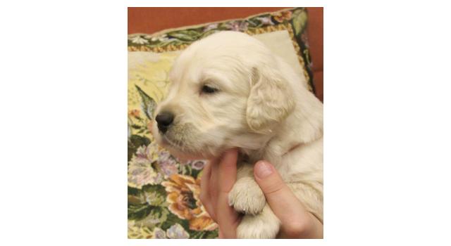 Щенки папийона (папильона) в питомнике Бон Плезир Щенки папийона (папильона) в питомнике Бон Плезир