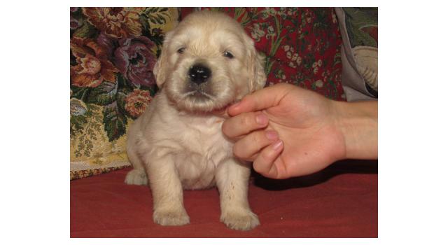 Щенки папийона (папильона) в питомнике Бон Плезир Щенки папийона (папильона) в питомнике Бон Плезир