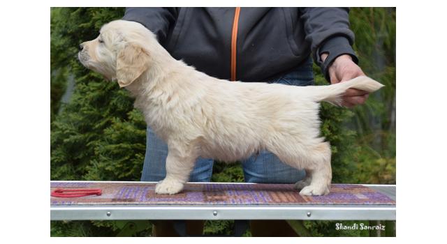 Puppies of papillon in Bon Plaisir Kennel Puppies of papillon in Bon Plaisir Kennel