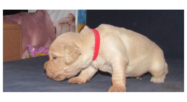 Щенки папийона (папильона) в питомнике Бон Плезир Щенки папийона (папильона) в питомнике Бон Плезир