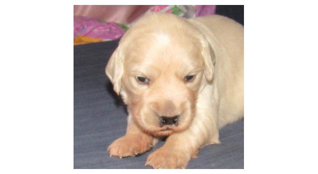 Щенки папийона (папильона) в питомнике Бон Плезир Щенки папийона (папильона) в питомнике Бон Плезир