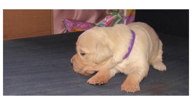 Щенки папийона (папильона) в питомнике Бон Плезир Щенки папийона (папильона) в питомнике Бон Плезир