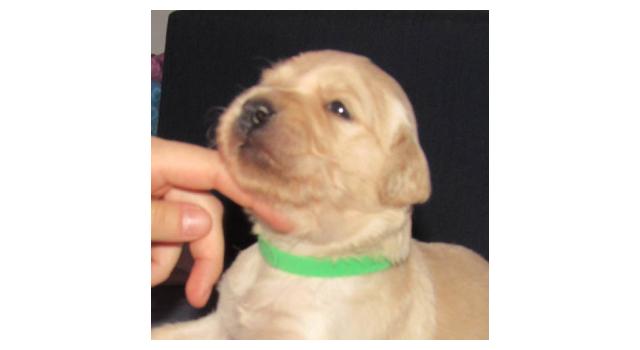 Щенки папийона (папильона) в питомнике Бон Плезир Щенки папийона (папильона) в питомнике Бон Плезир