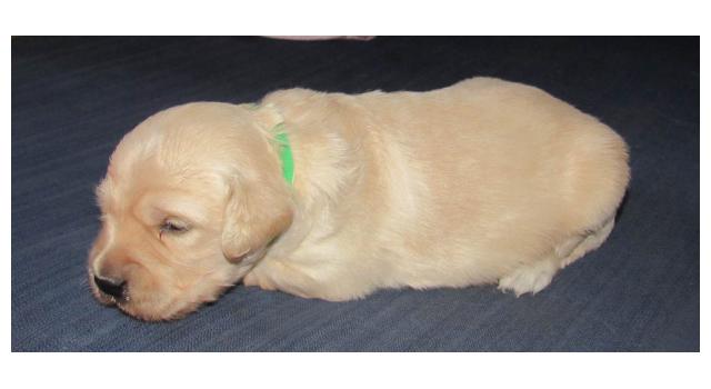 Щенки папийона (папильона) в питомнике Бон Плезир Щенки папийона (папильона) в питомнике Бон Плезир