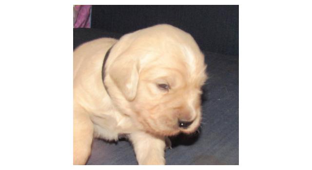 Щенки папийона (папильона) в питомнике Бон Плезир Щенки папийона (папильона) в питомнике Бон Плезир