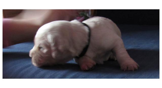 Щенки папийона (папильона) в питомнике Бон Плезир Щенки папийона (папильона) в питомнике Бон Плезир