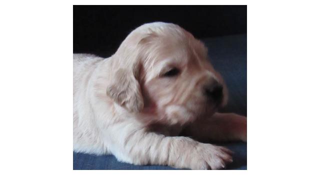 Щенки папийона (папильона) в питомнике Бон Плезир Щенки папийона (папильона) в питомнике Бон Плезир