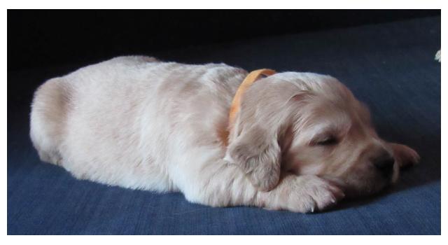 Щенки папийона (папильона) в питомнике Бон Плезир Щенки папийона (папильона) в питомнике Бон Плезир