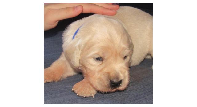 Щенки папийона (папильона) в питомнике Бон Плезир Щенки папийона (папильона) в питомнике Бон Плезир